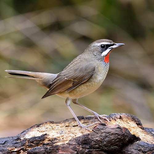 turismo en bharatpur