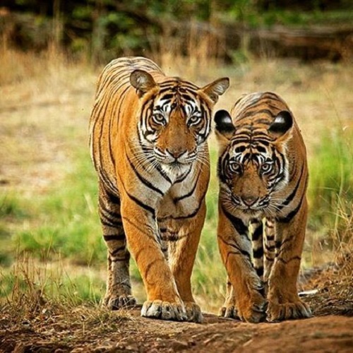 Alquiler de Coches Ranthambore 