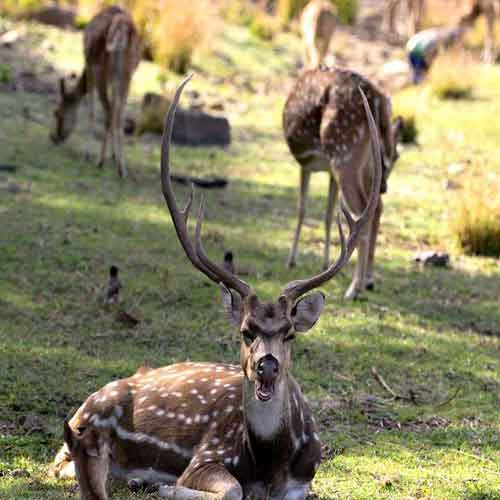 Trianguló de Oro con Ranthambhore y Tigre