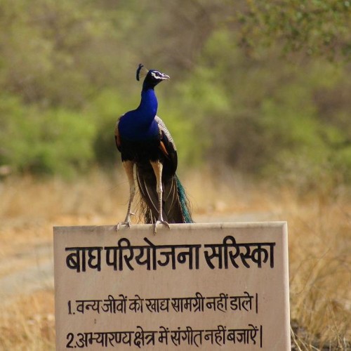 turismo en sariska